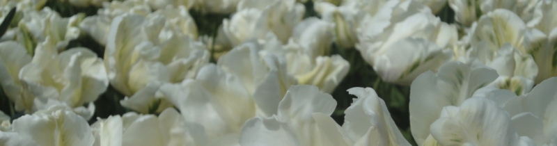 Banner white tulips.jpg Banner white tulips.jpg